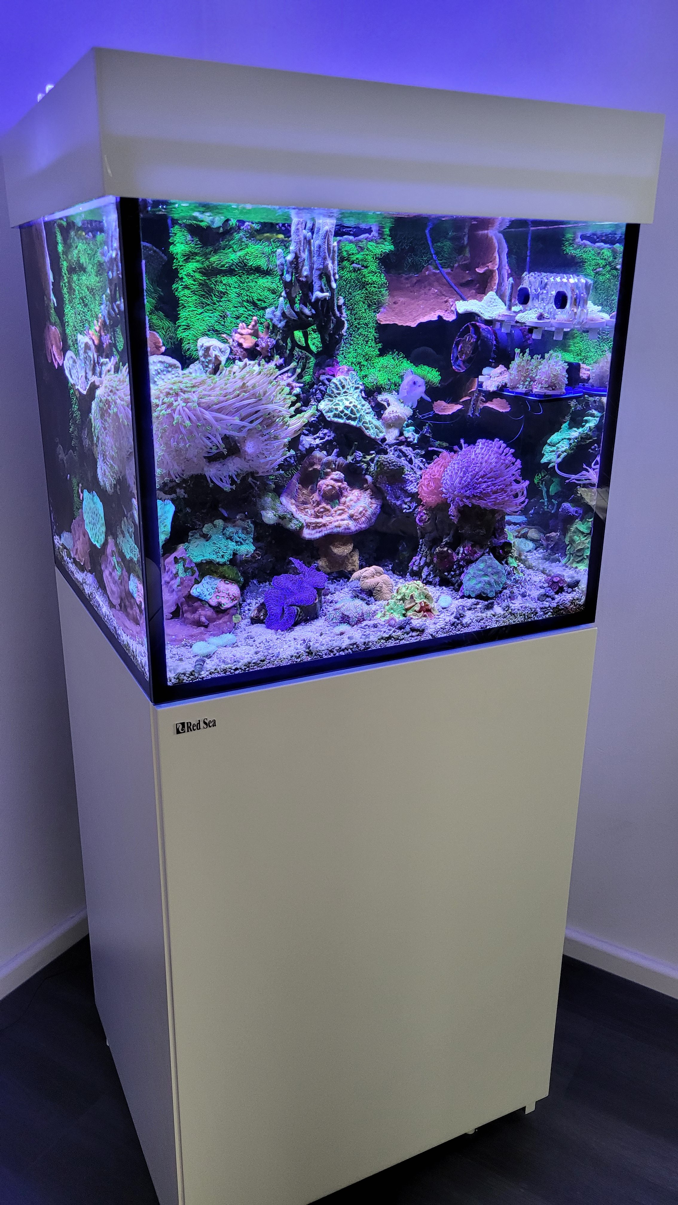 Überlegungen vor dem Start mit der Meerwasseraquaristik