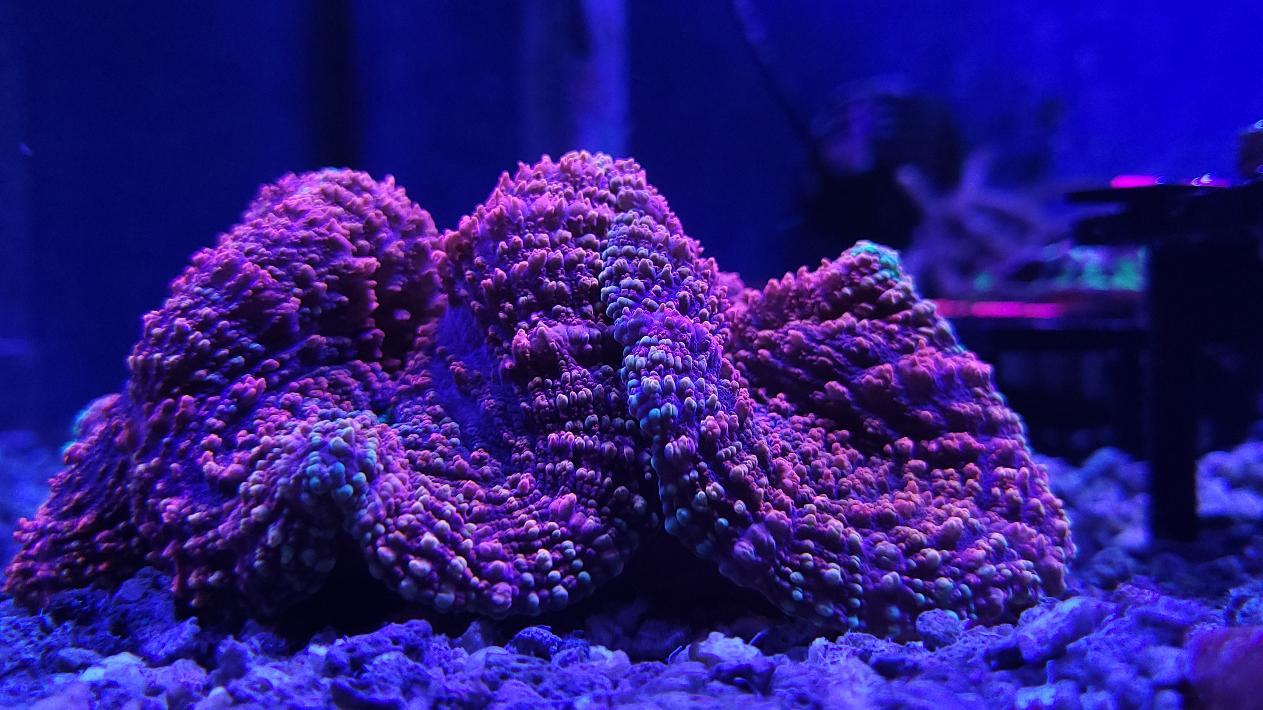 Budget und laufende Kosten – was kostet ein Meerwasseraquarium wirklich?