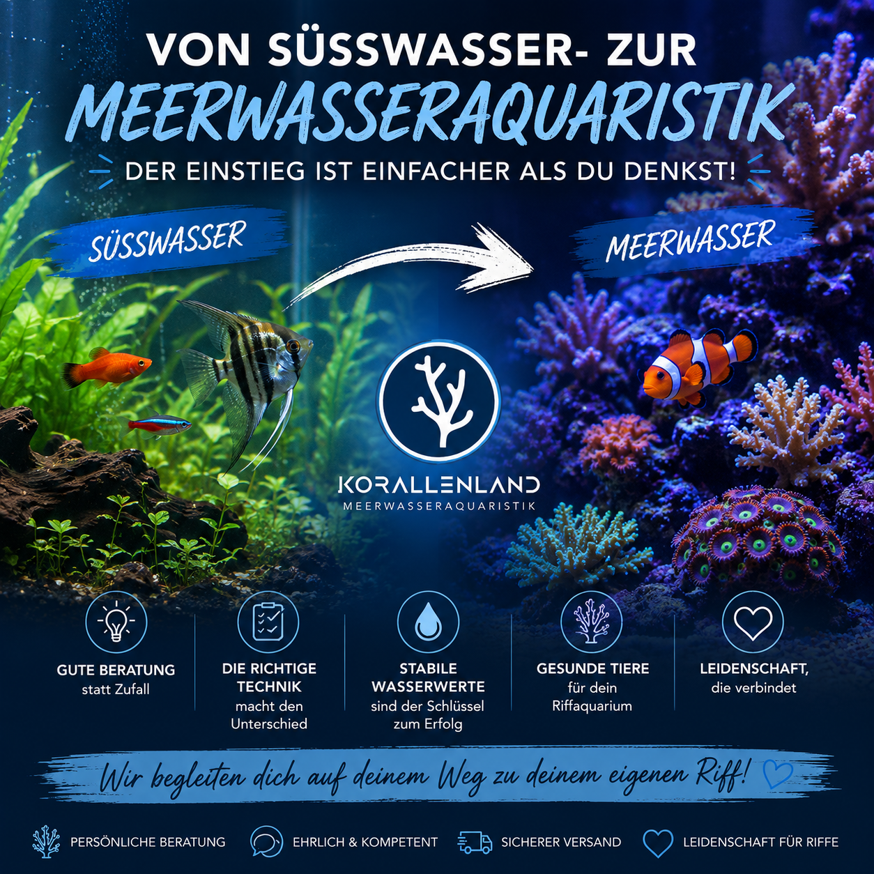Von Süßwasser zur Meerwasseraquaristik: So gelingt dir der Umstieg