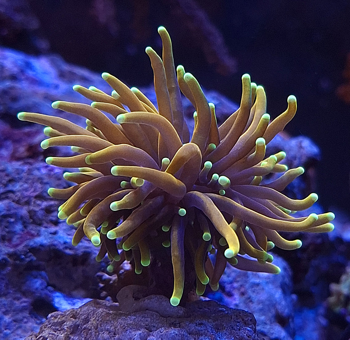 Geduld und Pflege – Der Schlüssel zu einem erfolgreichen Meerwasseraquarium