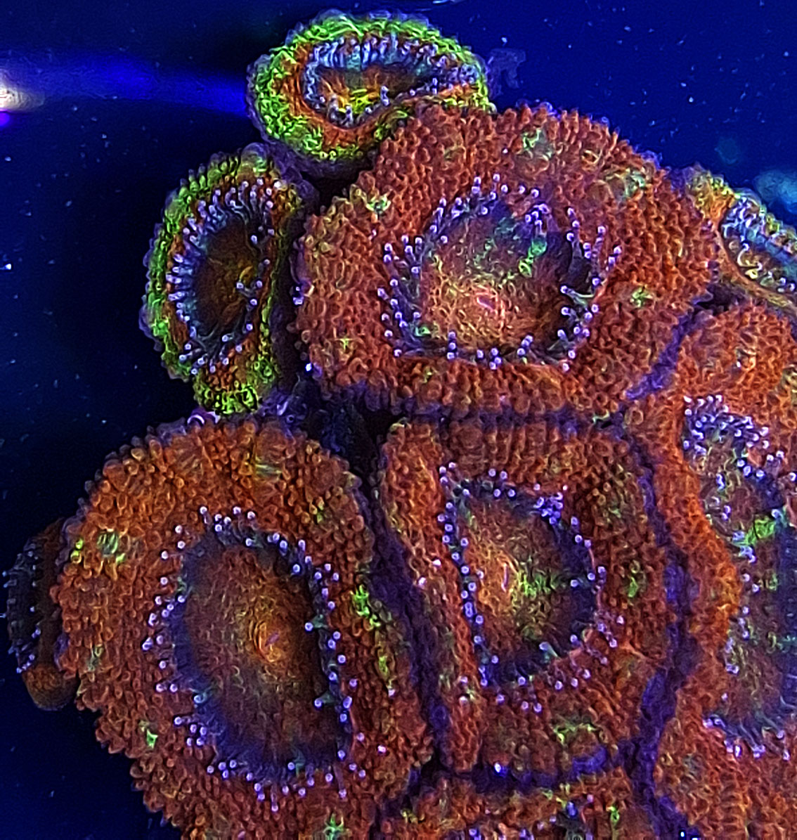 Korallenland - Ein Shop für Meerwasseraquaristik mit Herz