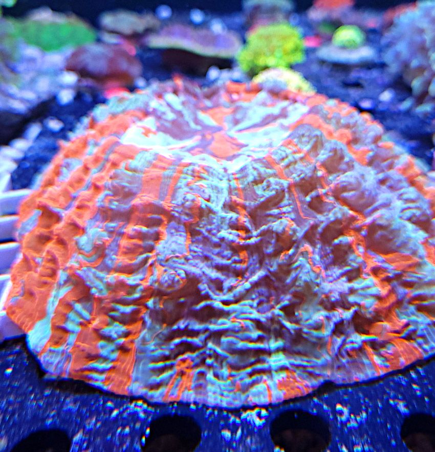 Die Acanthophyllia - ein echter Hingucker im Meerwasseraquarium