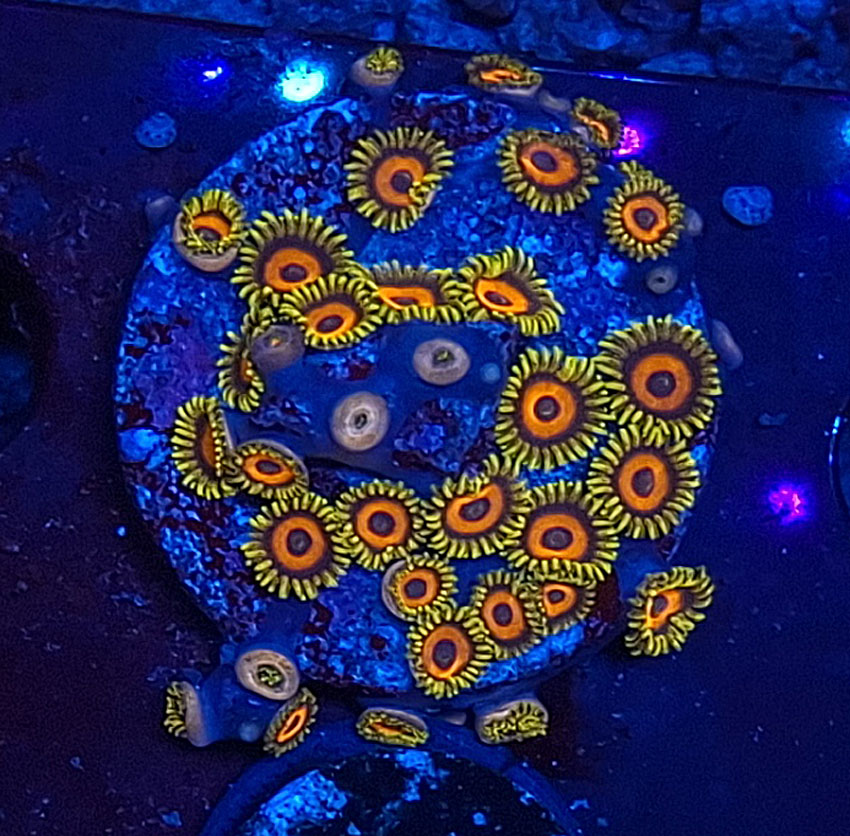 Zoanthus - Die bunte Welt der Krustenanemonen