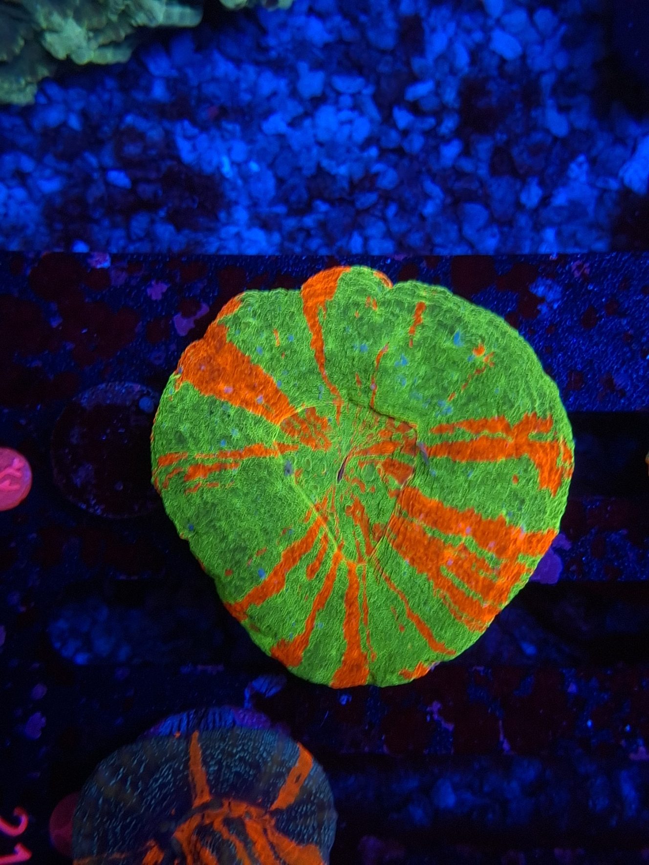 Die Scolymia im Meerwasseraquarium - eine wunderschöne Solitärkoralle