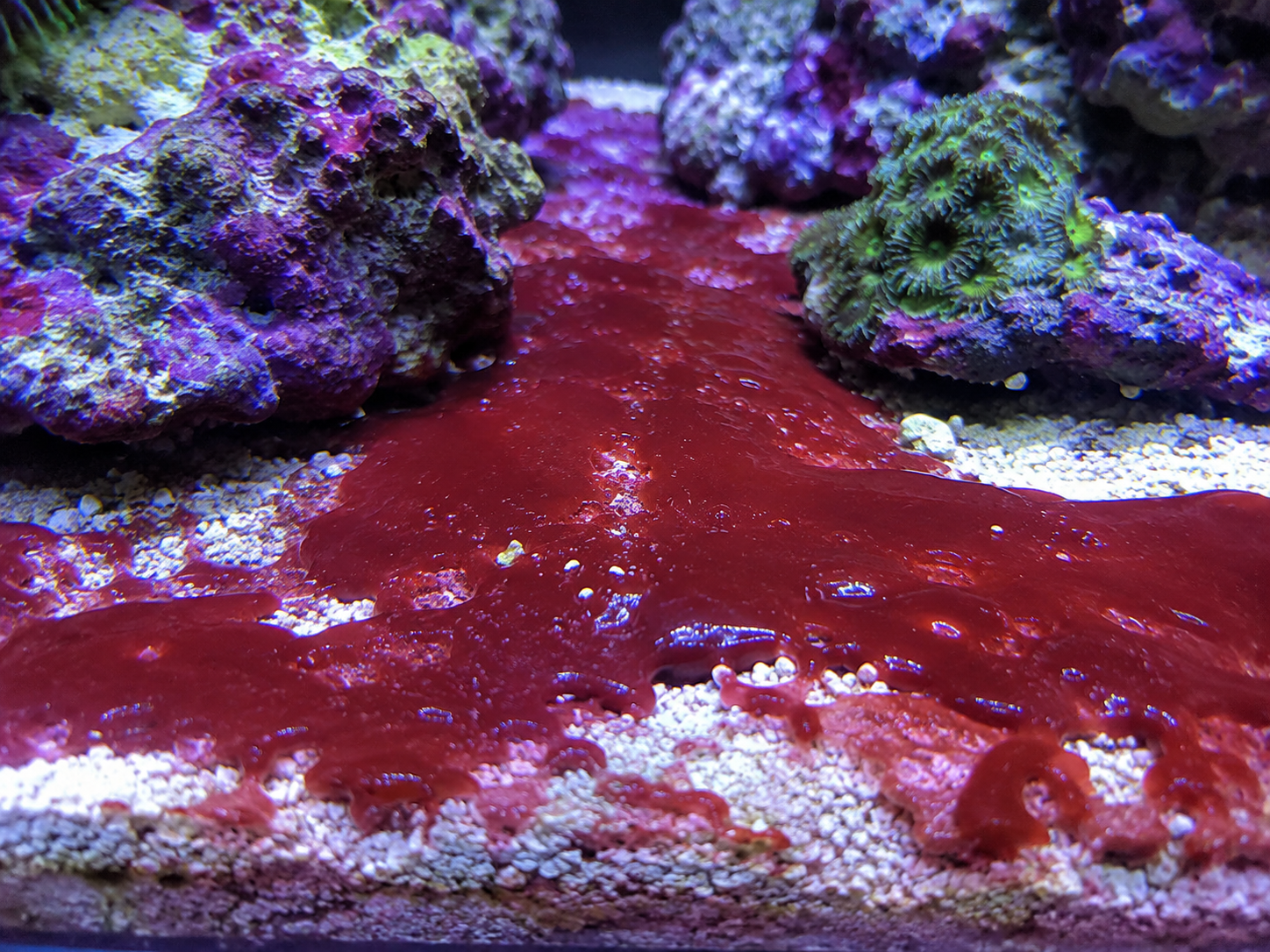 Cyanobakterien im Meerwasseraquarium – Ursachen, Bekämpfung und langfristige Vorbeugung