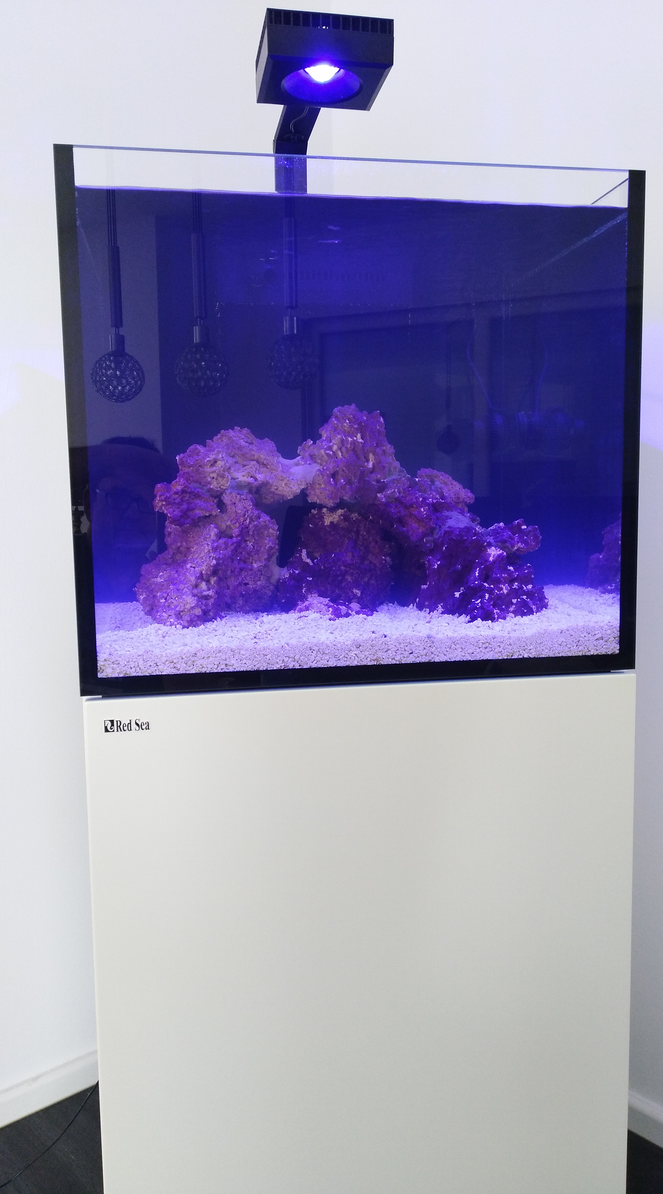 Die Einfahrphase im Meerwasseraquarium – Der wichtigste Schritt für ein gesundes Riff