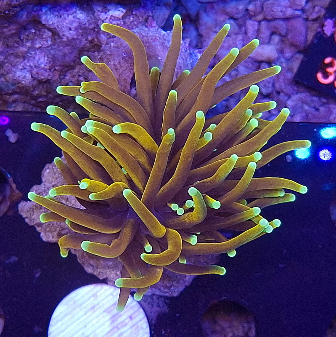 Euphyllia glabrescens – Die faszinierende Fackelkoralle für das Meerwasseraquarium