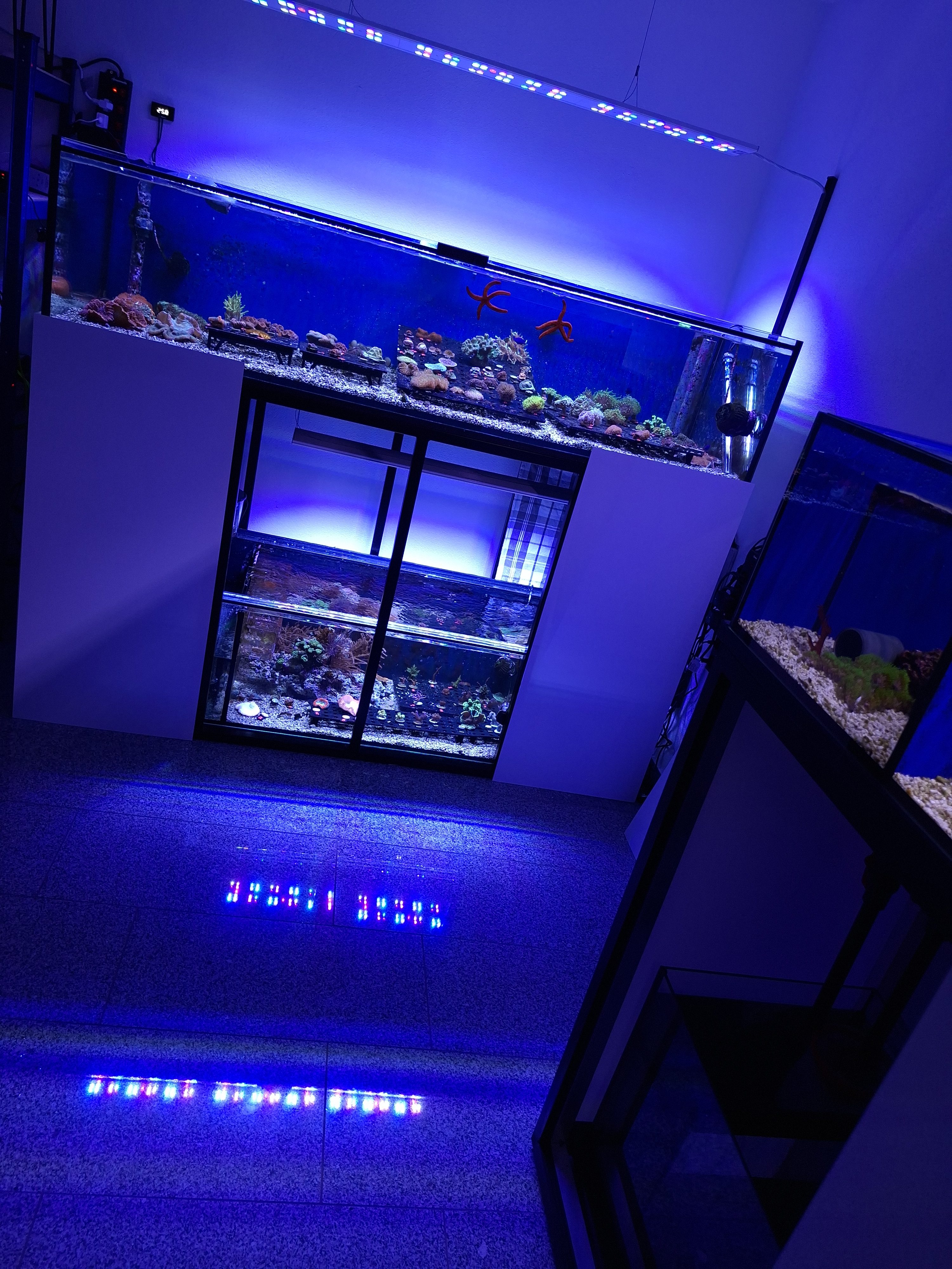 Die richtige Beleuchtung im Meerwasseraquarium – Warum Licht über Erfolg oder Misserfolg entscheidet