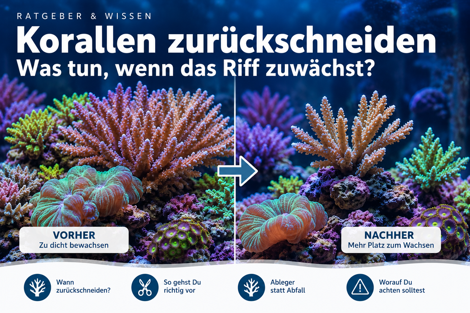 Korallen zurückschneiden – was tun, wenn das Riff zuwächst?